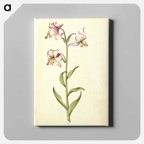 アートパネル-Lilium Martagon
 - マリア ジビーラ メーリアン Canvas.