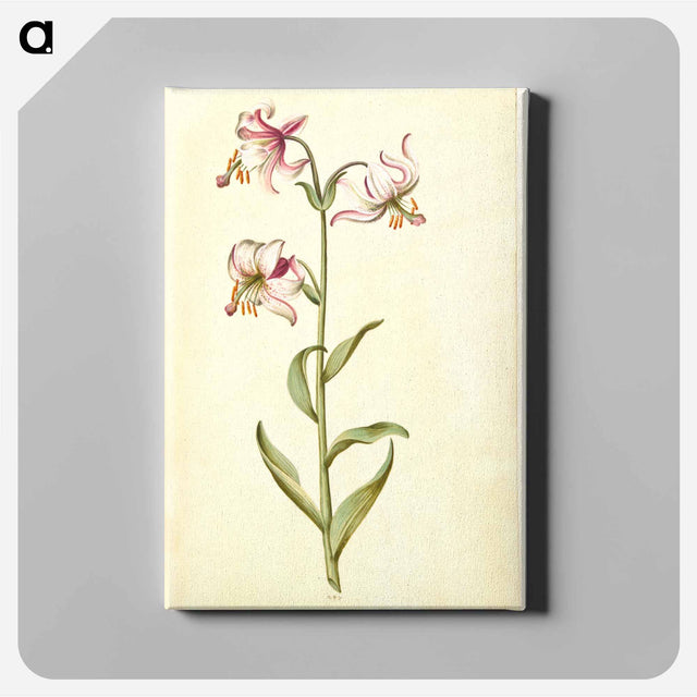 アートパネル-Lilium Martagon
 - マリア ジビーラ メーリアン Canvas.