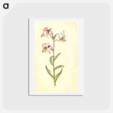 アートポストカード-Lilium Martagon
 - マリア ジビーラ メーリアン Postcard.