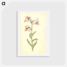 アートポストカード-Lilium Martagon
 - マリア ジビーラ メーリアン Postcard.