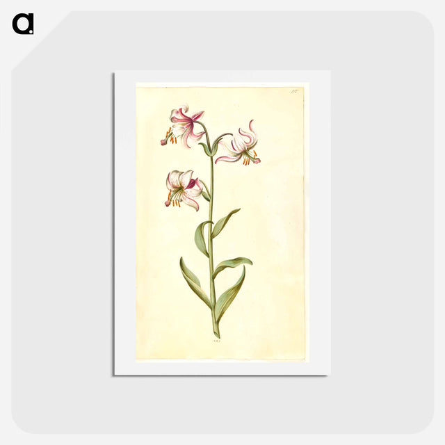 アートポストカード-Lilium Martagon
 - マリア ジビーラ メーリアン Postcard.