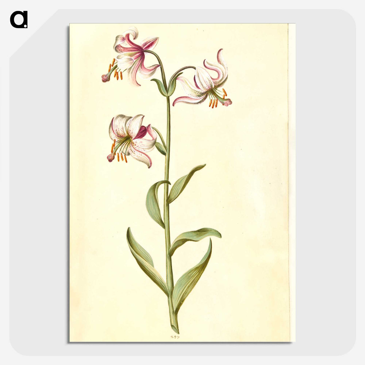 3-1_Maria-Sibylla-Merian_picture-crop