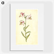 3-1_Maria-Sibylla-Merian_picture