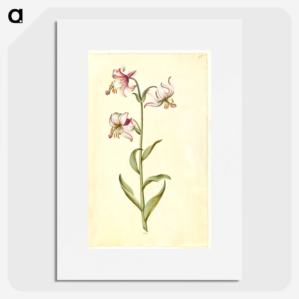 3-1_Maria-Sibylla-Merian_picture