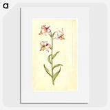 3-1_Maria-Sibylla-Merian_picture