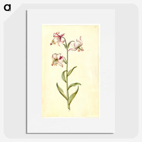 3-1_Maria-Sibylla-Merian_picture