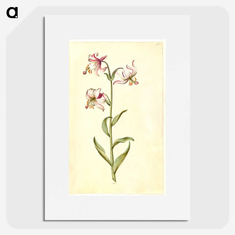 3-1_Maria-Sibylla-Merian_picture