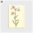 3-1_Maria-Sibylla-Merian_postcard