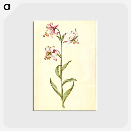 アートポストカード-Lilium Martagon
 - マリア ジビーラ メーリアン Postcard.