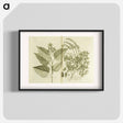 アートポスター-Arnotto and Indian Savin Tree
 - 国立医学図書館 Poster.