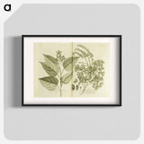 アートポスター-Arnotto and Indian Savin Tree
 - 国立医学図書館 Poster.