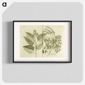 アートポスター-Arnotto and Indian Savin Tree
 - 国立医学図書館 Poster.