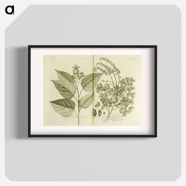 アートポスター-Arnotto and Indian Savin Tree
 - 国立医学図書館 Poster.