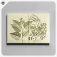 アートパネル-Arnotto and Indian Savin Tree
 - 国立医学図書館 Canvas.