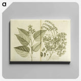 アートパネル-Arnotto and Indian Savin Tree
 - 国立医学図書館 Canvas.