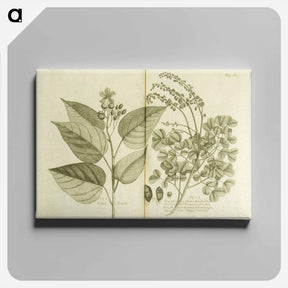 アートパネル-Arnotto and Indian Savin Tree
 - 国立医学図書館 Canvas.