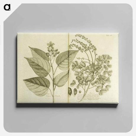 アートパネル-Arnotto and Indian Savin Tree
 - 国立医学図書館 Canvas.