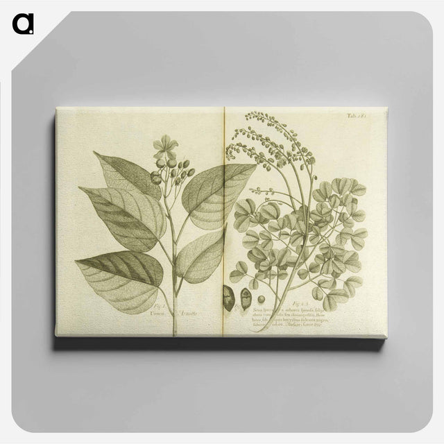 アートパネル-Arnotto and Indian Savin Tree
 - 国立医学図書館 Canvas.