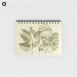 アートメモ帳-Arnotto and Indian Savin Tree
 - 国立医学図書館 Memo.