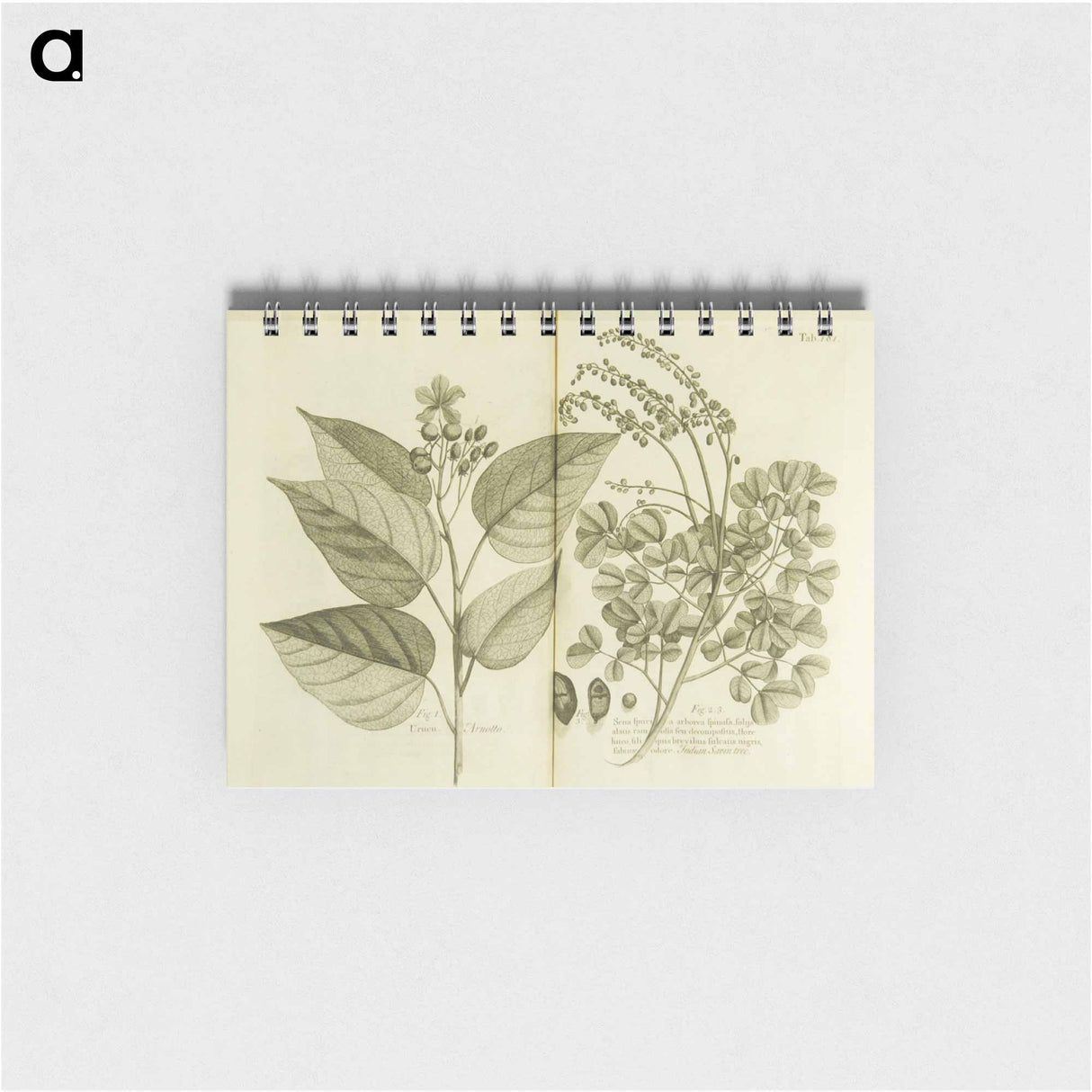 アートメモ帳-Arnotto and Indian Savin Tree
 - 国立医学図書館 Memo.