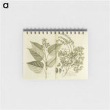アートメモ帳-Arnotto and Indian Savin Tree
 - 国立医学図書館 Memo.