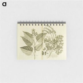 アートメモ帳-Arnotto and Indian Savin Tree
 - 国立医学図書館 Memo.