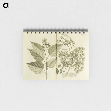 アートメモ帳-Arnotto and Indian Savin Tree
 - 国立医学図書館 Memo.