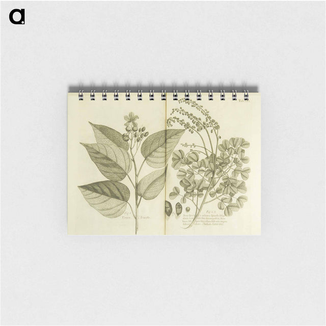 アートメモ帳-Arnotto and Indian Savin Tree
 - 国立医学図書館 Memo.
