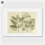 アートポスター-Arnotto and Indian Savin Tree
 - 国立医学図書館 Poster.
