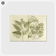 アートポストカード-Arnotto and Indian Savin Tree
 - 国立医学図書館 Postcard.