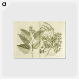 アートポストカード-Arnotto and Indian Savin Tree
 - 国立医学図書館 Postcard.