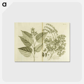 アートポストカード-Arnotto and Indian Savin Tree
 - 国立医学図書館 Postcard.