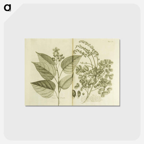 アートポストカード-Arnotto and Indian Savin Tree
 - 国立医学図書館 Postcard.