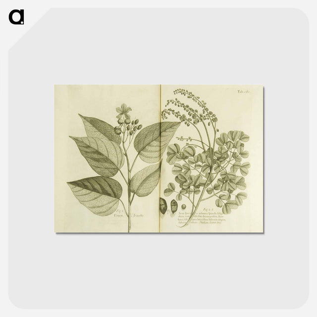 アートポストカード-Arnotto and Indian Savin Tree
 - 国立医学図書館 Postcard.