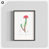 Crassula Coccinea (Red Crassula) - ピエール ジョゼフ ルドゥーテ Poster.