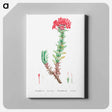 アートパネル-Crassula Coccinea (Red Crassula) - ピエール ジョゼフ ルドゥーテ Canvas.