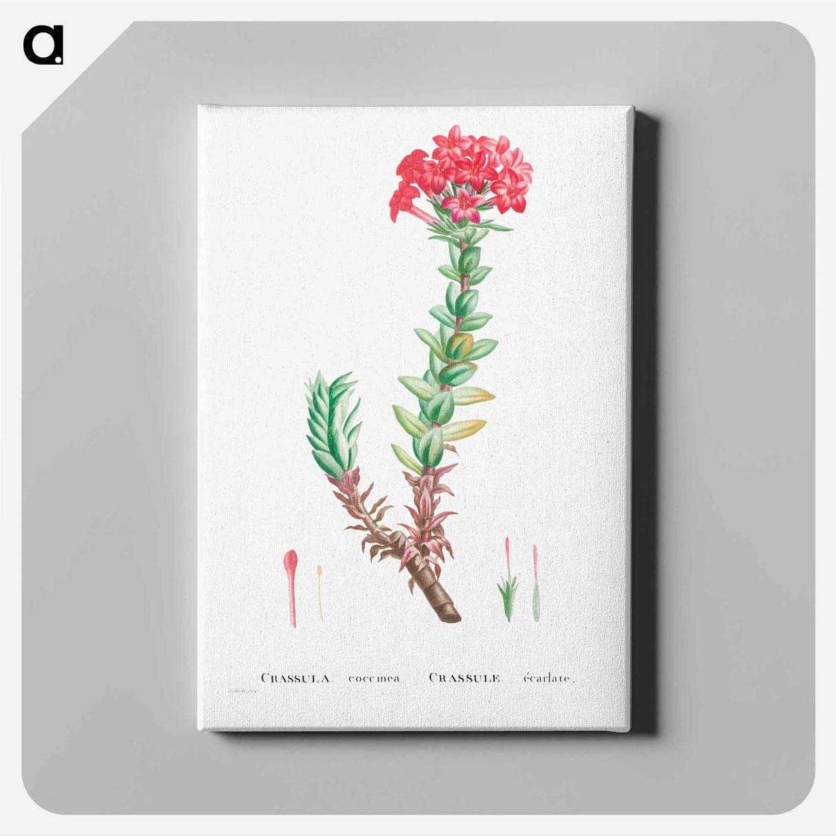 アートパネル-Crassula Coccinea (Red Crassula) - ピエール ジョゼフ ルドゥーテ Canvas.
