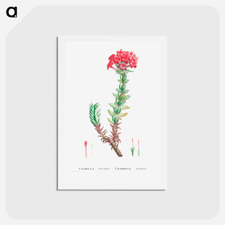 アートポストカード-Crassula Coccinea (Red Crassula) - ピエール ジョゼフ ルドゥーテ Postcard.