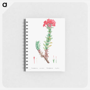 アートメモ帳-Crassula Coccinea (Red Crassula) - ピエール ジョゼフ ルドゥーテ Memo.