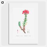 Crassula Coccinea (Red Crassula) - ピエール ジョゼフ ルドゥーテ Poster.