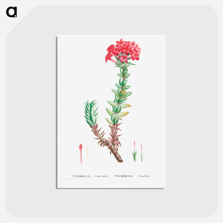アートポストカード-Crassula Coccinea (Red Crassula) - ピエール ジョゼフ ルドゥーテ Postcard.