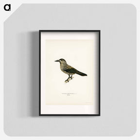 アートポスター-Spotted Nutcracker
 - スヴェンスカ フォグラル Poster.