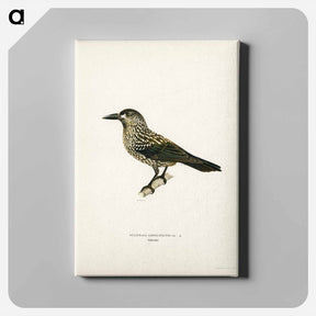 アートパネル-Spotted Nutcracker
 - スヴェンスカ フォグラル Canvas.