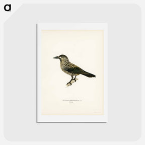 アートポストカード-Spotted Nutcracker
 - スヴェンスカ フォグラル Postcard.