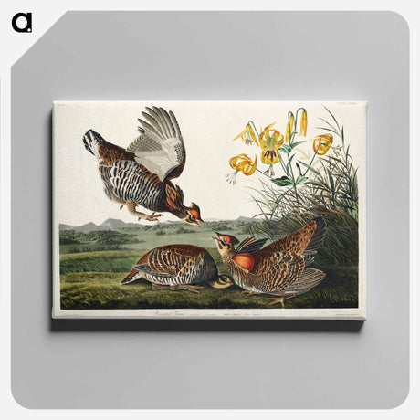 アートパネル-Pinnated Grouse from Birds of America
 - アメリカの鳥たち Canvas.