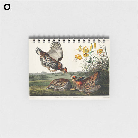 アートメモ帳-Pinnated Grouse from Birds of America
 - アメリカの鳥たち Memo.