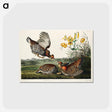 アートポストカード-Pinnated Grouse from Birds of America
 - アメリカの鳥たち Postcard.