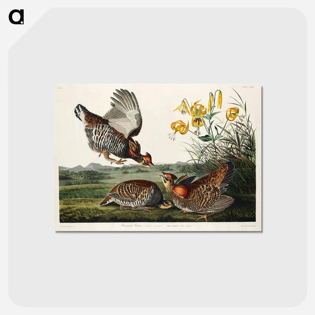 アートポストカード-Pinnated Grouse from Birds of America
 - アメリカの鳥たち Postcard.