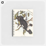 アートメモ帳-Great Crow-Shrike
 - オーストラリアの鳥 Memo.
