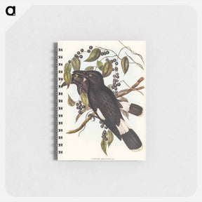 アートメモ帳-Great Crow-Shrike
 - オーストラリアの鳥 Memo.
